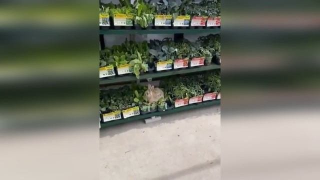 Шведский стол