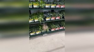 Шведский стол