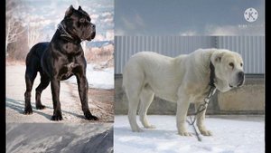 Кане-корсо против Алабая