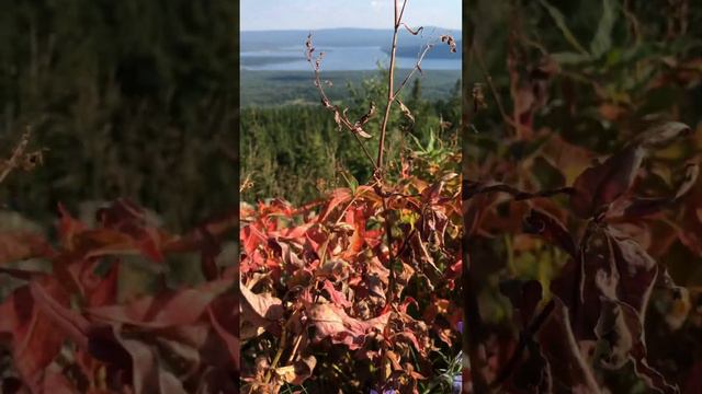 Национальный парк Зюраткуль 🫶🏻см. описании к📽️ #зюраткуль #национальныйпарк #южныйурал #местасилы