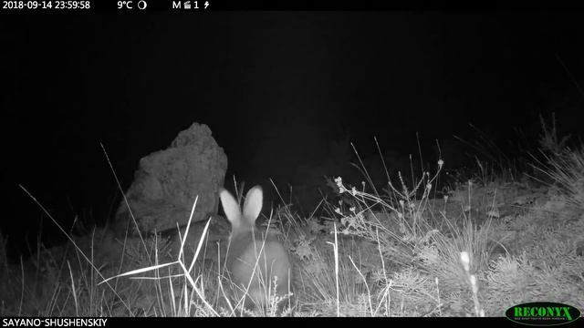 заяц-беляк смотреть онлайн