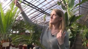 Японский цикас распустился в Ботаническом саду ИГУ