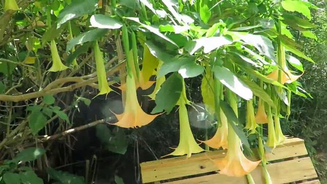 Datura Arborea, Brugmansia A. смотреть онлайн