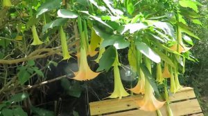 Datura Arborea, Brugmansia A.