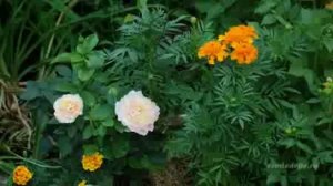 Все о выращивании овощей