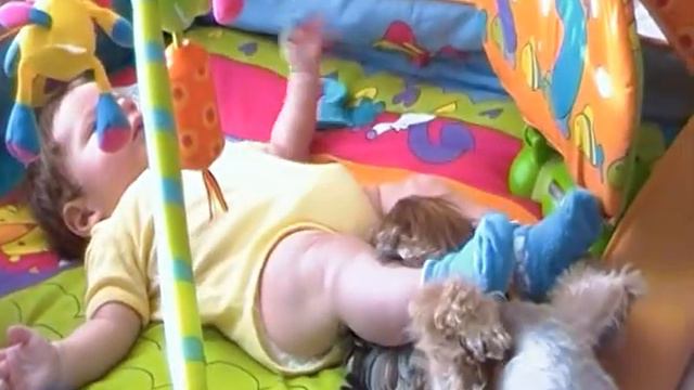 Йоркширский терьер Боня и Артур смотреть онлайн