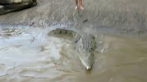 Кормим крокодилов
