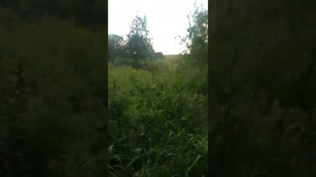 Трава Болиголов.Переходы на границе с Таторстаном..