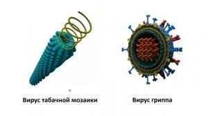 Вирусы - неклеточная форма жизни