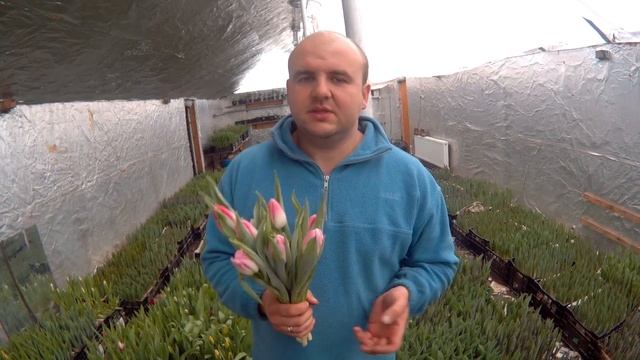 Купити тюльпани Бел Роял Пінк. Вирощування тюльпанів / Купить тюльпаны Бел Роял Пинк. смотреть онлайн