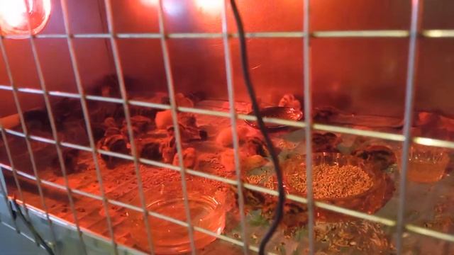 Перепела фараоны на продажу смотреть онлайн