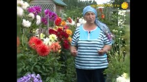 Как предохранить георгины от заморозков
