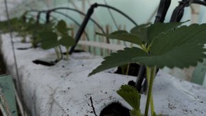 Две недели с момента высадки рассады клубники в виде фриго класс А сорт Фурор в кокосовые маты!