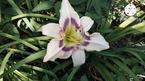 Прогулка по цветнику