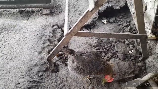 ✔Эту породу Кур больше не Хочу!//Мои куры самые Лучшие//Переезд на Кубань.