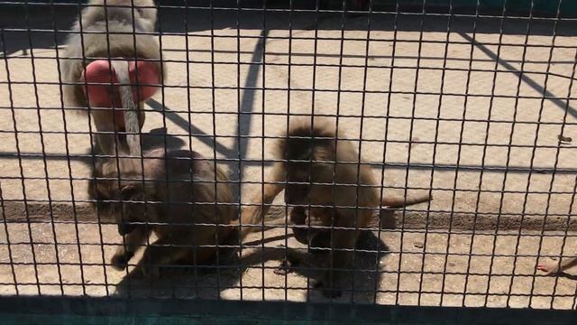 Гамадрилы просто прелесть! Тайган