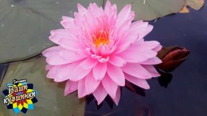 Нимфея Khongкwan (Имя тайки) кувшинка, waterlily, водные растения, пруд