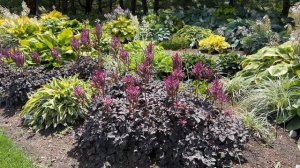 Dark Side of the Moon Astilbe