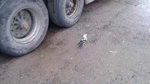 Белая ворона, правда или вымысел?