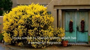 How to remove Invasive weed Scotch Broom (Cytisus scoparius)