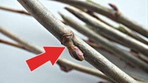 Не выбрасывайте поросль смородины после обрезки! Делайте с обрезанными веточками так!