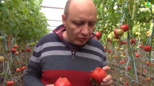 Обзор розового томата ПИНК ПАРАЛЛЕЛЬ F1 - Идеальный вкус томата