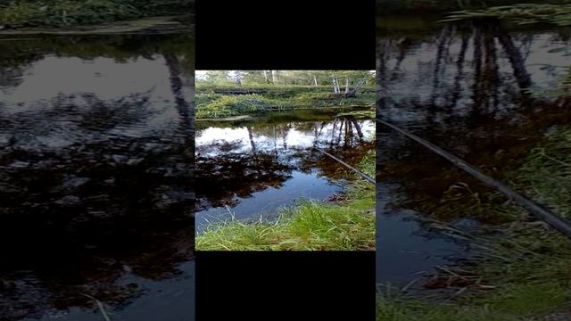 Чебак в проводку