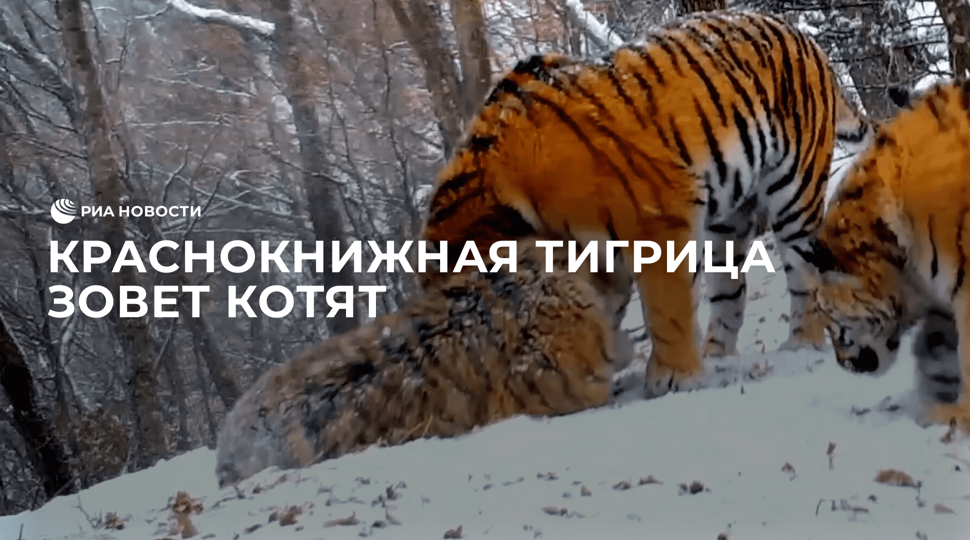 Краснокнижная тигрица зовет котят