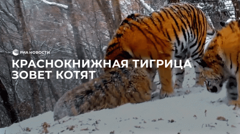 Краснокнижная тигрица зовет котят