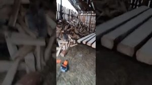 Ленточная пилорама с бензиновым двигателем и какой пиломатерьял получаеться