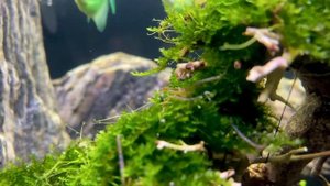 Тернеции и неоны хардскейп / hardscape 60 l