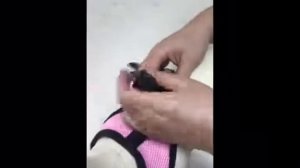 Шлейка - поводок для кошек и собак.