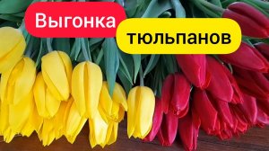 ⚫ Выгонка тюльпанов в домашних условиях / Тюльпаны к 8 марта / 27 февраля-стартовая прямая по срезке