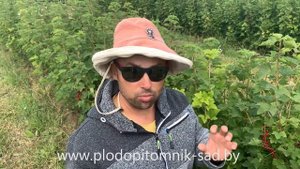 САМЫЙ РАННИЙ сорт смородины красной ЙОНКЕР ВАН ТЕТС.