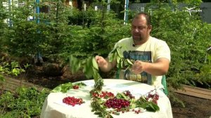 Как получить обильный урожай вишни