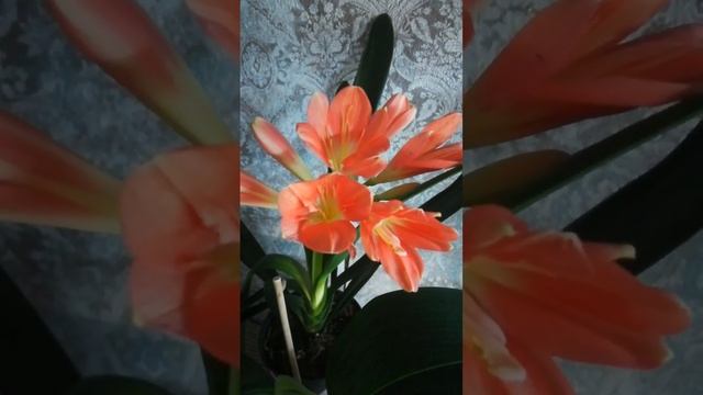 кливии могут быть не только оранжевыми. многообразие расцветок, оттенков, форм. clivia смотреть онлайн