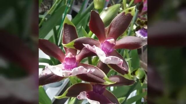 ORCHIDEEËN смотреть онлайн