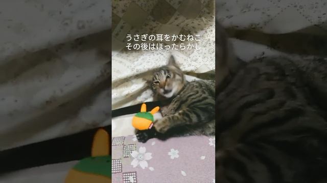 うさぎを食べるねこ。