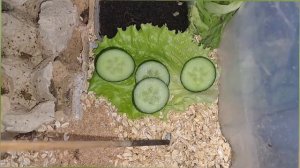 содержание и разведение сверчков в домашних условиях