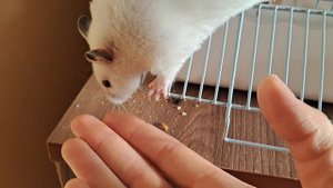 КУПИЛИ ХОМЯКА, НОВЫЙ ПИТОМЕЦ!!!🤩🤩