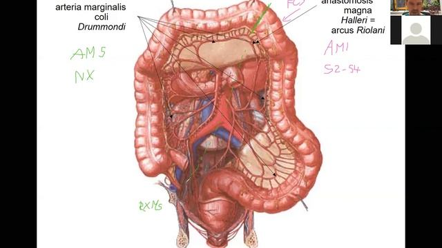 Trávení 3 střevo 4 1 2021 смотреть онлайн