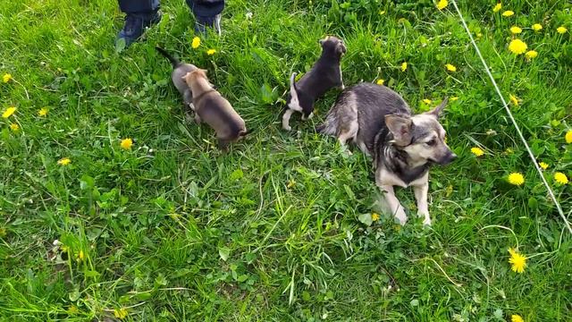 Русский той Маршал впервые увидел своих детей. смотреть онлайн