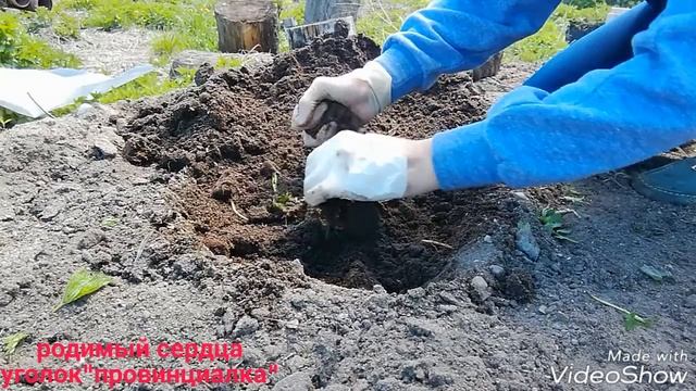 ТЫКВА— посадка тыквы рассадой в открытый грунт... смотреть онлайн