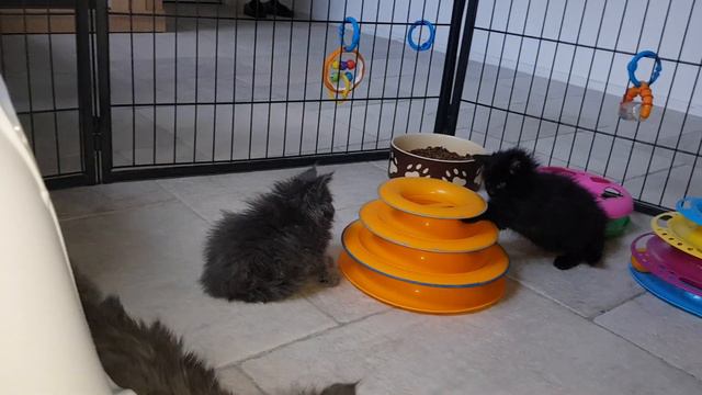 The Maine Coon смотреть онлайн