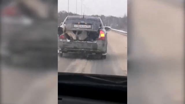 Гениальный ВОДЯТЕЛ или как нельзя перевозить Алабая в машине смотреть онлайн