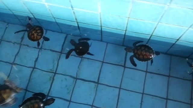 Черепахи в Тайланде