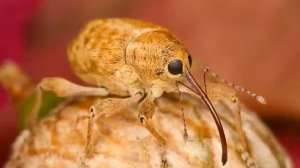 Хофф Бенджамен — Дао Винни-Пуха, озвучивает Nikosho.