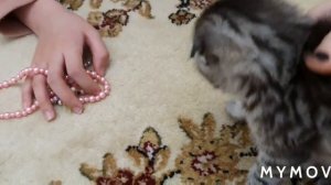 Котенок играет с бантиком