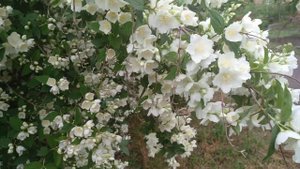 Куст жасмина просто огромный !!!!