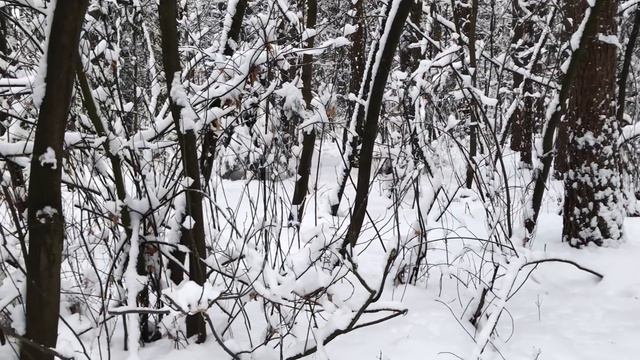 Девушка возвращалась домой через парк, за ней кто-то шёл быстрыми шагами.Интересные истории из жизн